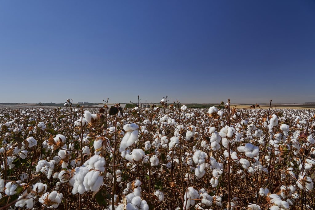 Lexy Silverstein, sustainable fashion advocate says while cotton is biodegradable, a renewable resource it takes a lot of energy, land and water to produce.  