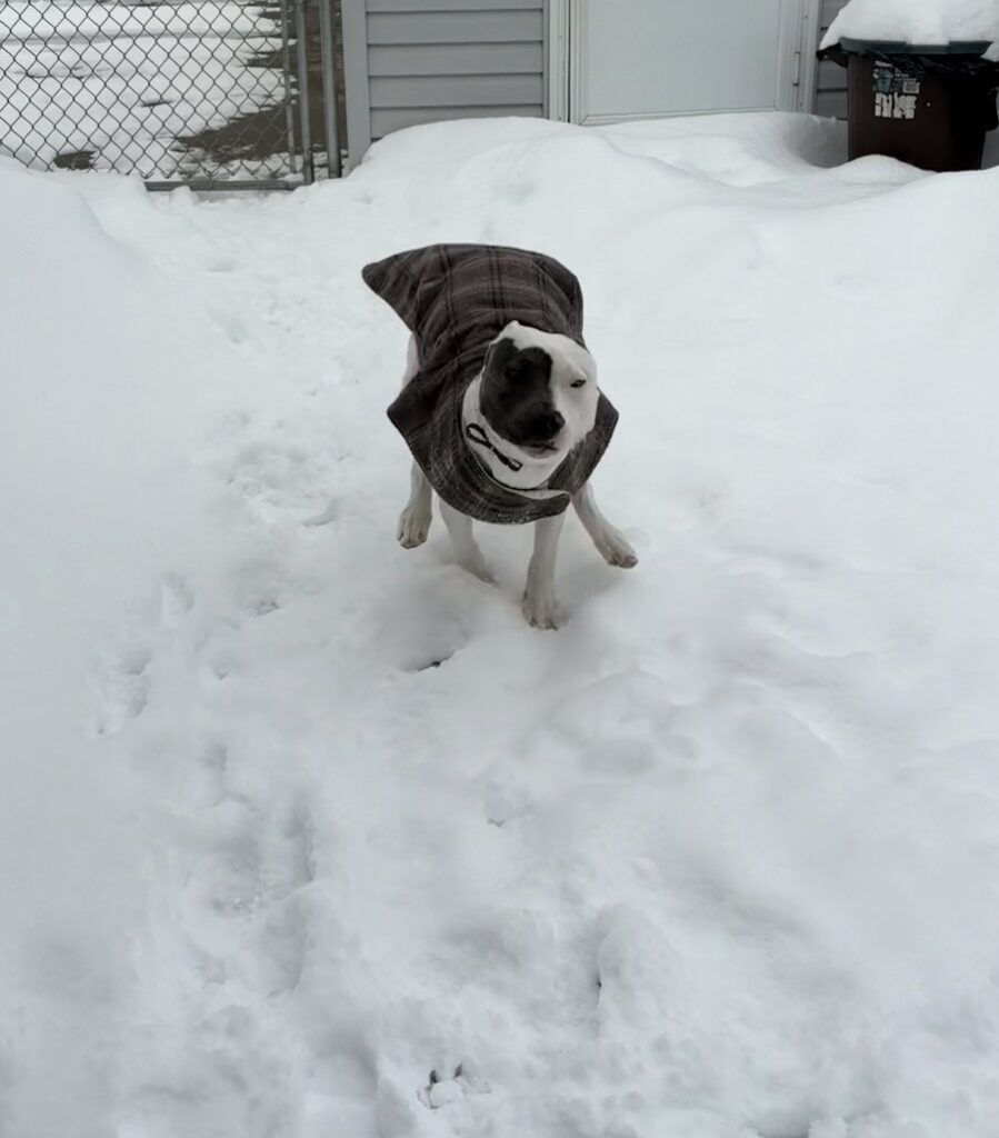 Abby's dog Luna is a coat made by her mother from leftover material.